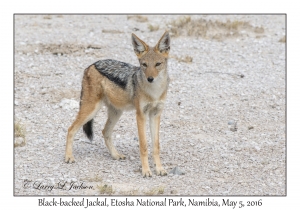 Black-backed Jackal