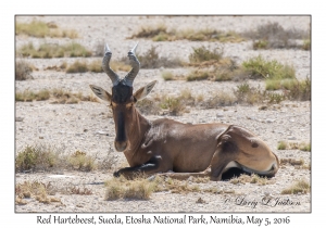 Red Hartebeest