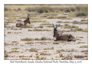 Red Hartebeest