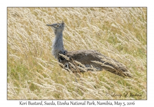 Kori Bustard