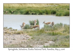 Springbok