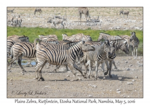 Plains Zebra