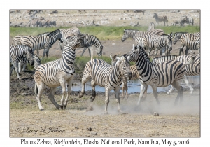 Plains Zebra