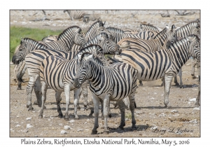 Plains Zebra