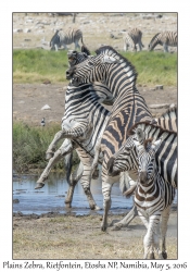 Plains Zebra