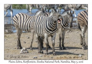 Plains Zebra