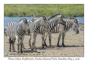 Plains Zebra