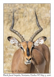 Black-faced Impala