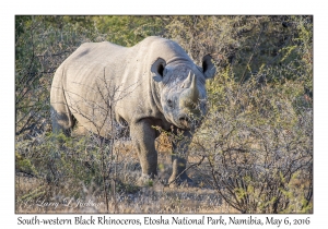 South-western Black Rhinoceros