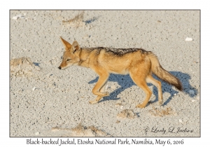 Black-backed Jackal