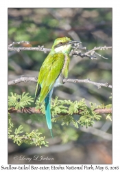 Swallow-tailed Bee-eater