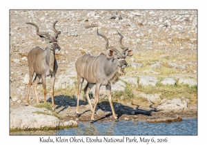 Kudu