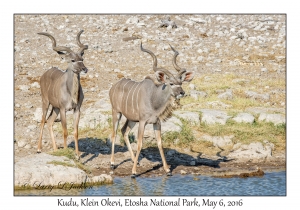 Kudu