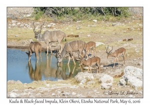 Kudu & Black-faced Impala