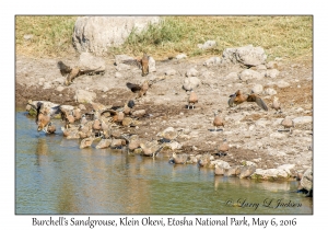 Burchell's Sandgrouse