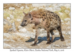 Spotted Hyaena