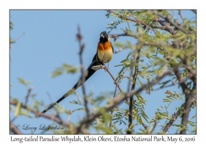 Long-tailed Paradise Whydah, male