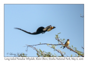 Long-tailed Paradise Whydah, male