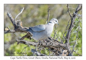 Cape Turtle Dove