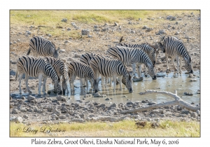 Plains Zebra