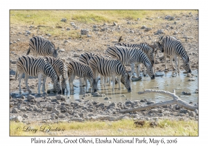 Plains Zebra