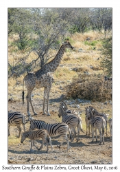 Southern Giraffe & Plains Zebra