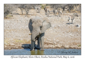 African Elephant, bull