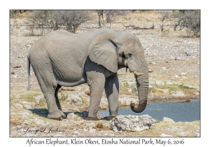 African Elephant, bull