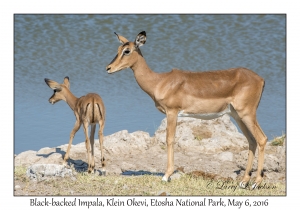 Black-faced Impala