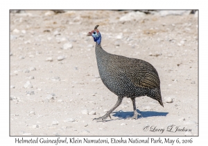 Helmeted Guineafowl