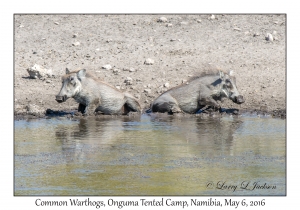 Common Warthogs