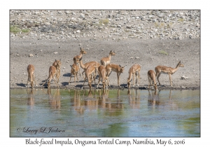 Black-faced Impala