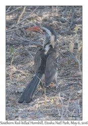 Southern Red-billed Hornbill