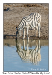 Plains Zebra