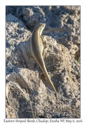 Eastern Striped Skink