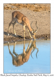Black-faced Impala