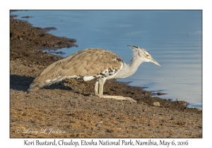 Kori Bustard