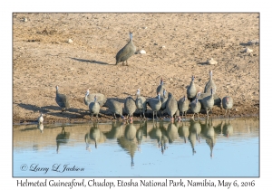 Helmeted Guineafowl