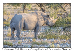 South-western Black Rhinoceros