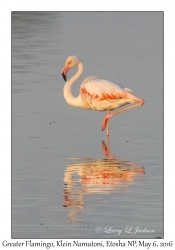 Greater Flamingo