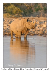 South-western Black Rhinoceros