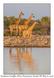 Southern Giraffes