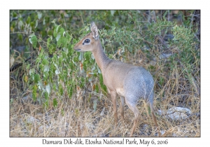 Damara Dik-dik