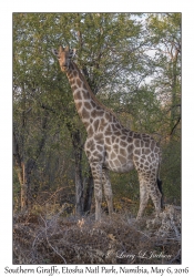 Southern Giraffe