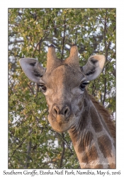 Southern Giraffe