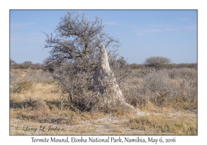 Termite Mound