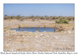 Black-faced Impala & Kudu