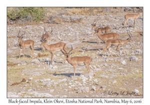 Black-faced Impala