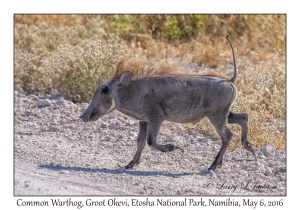 Common Warthog