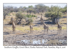 Southern Giraffes